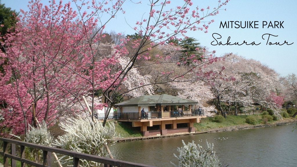 Sakura Tour: Mitsuike Park